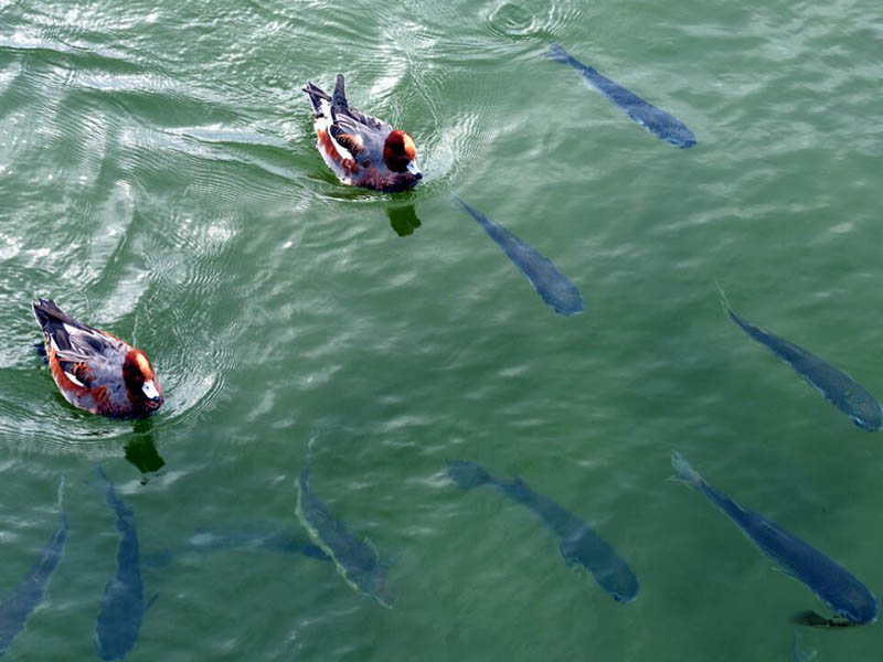水产养殖水质常规检测指标